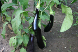 Aubergine 'Violetta Lunga 3', Solanum melongena Biologisch