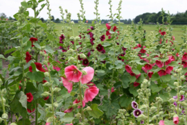 Alcea rosea gemengd, Stokroos Biologisch