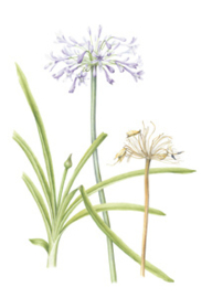 Dubbele kaart Agapanthus 'Dr. Brouwer'