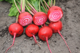 Biet rode 'Chioggia', Beta vulgaris var. rubra