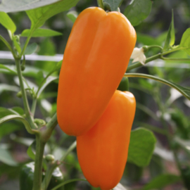 Snackpaprika 'Radja', Capsicum annuum Biologisch