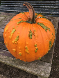 Pompoen halloween 'Warthy Goblin F1', Cucurbita pepo