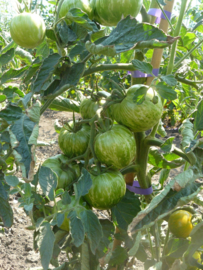 Tomaat 'Green Zebra', Solanum lycopersicum L. Biologisch