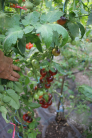 Tomaat 'Gargamel', Solanum lycopersicum