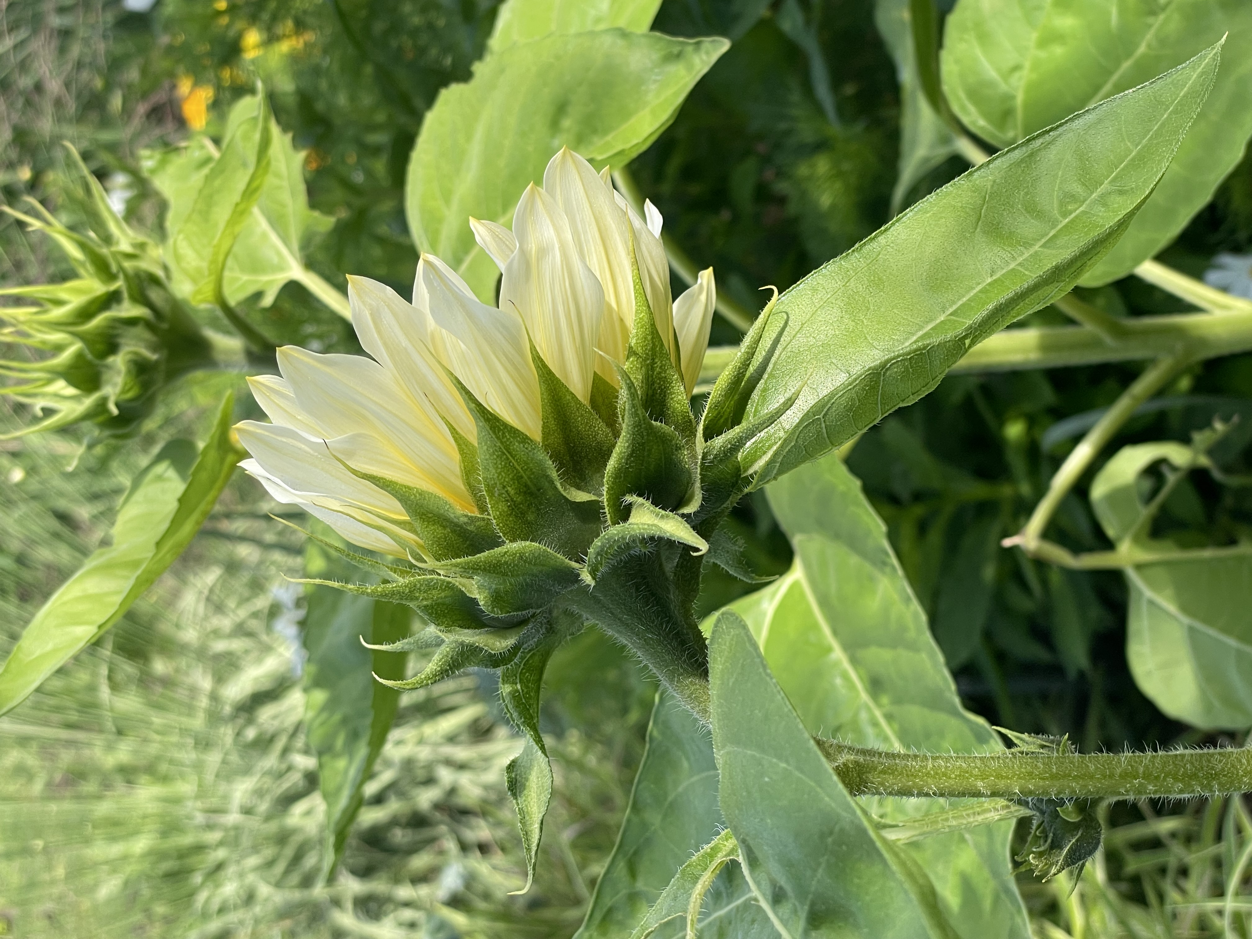 Helianthus annuus 'White Sun F1', Zonnebloem wit