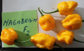 Peper 'Naga Brains Yellow', Capsicum chinense