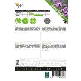 Verbena bonariensis 'Vanity', ijzerhard