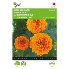 Tagetes erecta 'Hawaii', Afrikaantje hoge