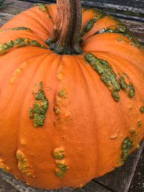 Pompoen halloween 'Warthy Goblin F1', Cucurbita pepo