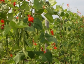 Pronkboon 'Lady Di', Phaseolus coccineus Biologisch