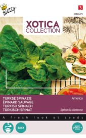 Wilde spinazie of Turkse spinazie, Spinacia oleracea