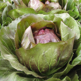 Groenlof roodlof 'Leonardo F1', Cichorium intybus var. foliosum Biologisch