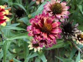 Zinnia angustifolia 'Persian Carpet', Zinnia laag