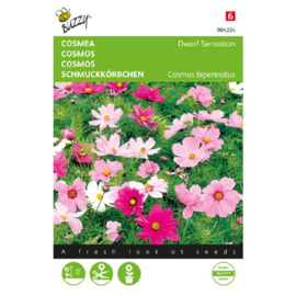 Cosmos bipinnatus 'Sonata', Lage Cosmea