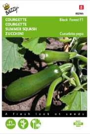 Courgette rankende klimmende 'Black Forest', Cucurbita pepo