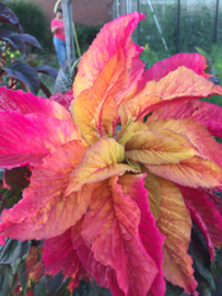 Amaranthus gangeticus 'Garden Select', Bladamarant driekleur