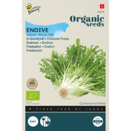 Krulandijvie 'Grosse Pancalière', Cichorium endiva Biologisch