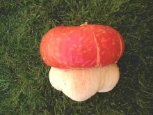pompoen 'Mini Red Turban' Cucurbita maxima