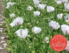 Blauwmaanzaad Papaver Slaapbol, Papaver somniferum Biologisch