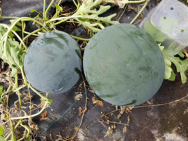 Watermeloen 'Fire Ball F1', Citrullus lanatus