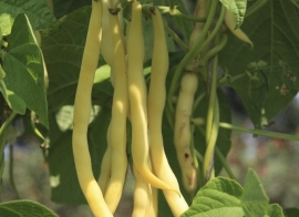 Stokslaboon spekboon 'Neckargold', Phaseolus vulgaris Biologisch