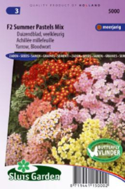 Achillea millefolium 'Summer Pastels Mix F2', Duizendblad