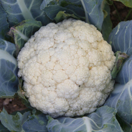 Bloemkool 'Flora Blanca', Brassica oleracea var. botrytis Biologisch