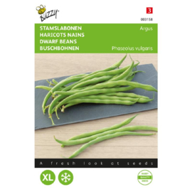 Stamslaboon sperzieboon Haricot Vert 'Argus', Phaseolus vulgaris