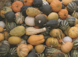 Pompoen kalebas 'Mixture Small', Cucurbita pepo