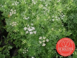 Koriander, Coriandrum sativum Biologisch