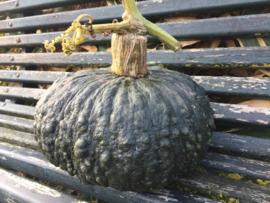 pompoen 'Marina di Chioggia', Cucurbita maxima (voorlopig niet leverbaar)