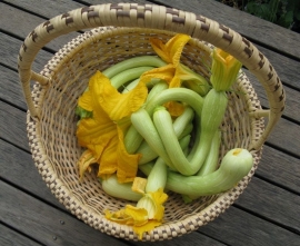 Butternut flespompoen muskaatcourgette 'Trombolini d'Albenga', Cucurbita moschata