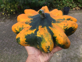 Patisson 'Glow F1', Cucurbita pepo