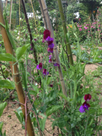 Lathyrus odoratus 'Cupani', Siererwt