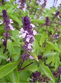 Basilicum kaneel, Ocimum basilicum Biologisch