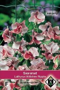 Lathyrus odoratus 'Wiltshire Ripple', Siererwt (voorlopig niet leverbaar)