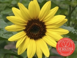 Helianthus annuus middel geel, Zonnebloem Biologisch