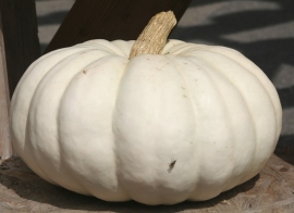 Pompoen 'Valenciano', Cucurbita maxima