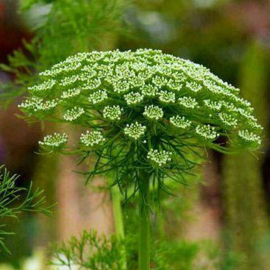 Ammi visnaga 'Green Mist', groot akkerscherm
