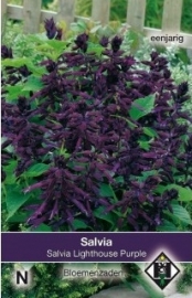 Salvia splendens  'Lighthouse Purple', Salie