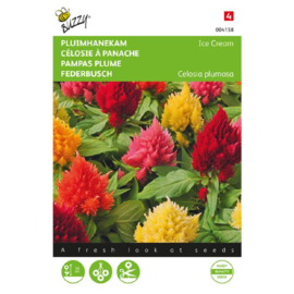 Pluimhanekam 'Ice Cream Mixed', Celosia argentea var. Plumosa