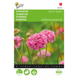 Scabiosa atropurpurea 'Salmon Queen', Duifkruid