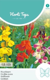 Erysimum cheiri 'Fair Lady Mix', Muurbloem of Lenteviolier