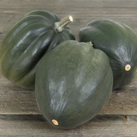 Pompoen Acorn 'Green Tangerine F1', Cucurbita pepo Biologisch