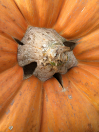 Pompoen 'Atlantic Giant J.D.', Cucurbita maxima