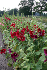 Alcea rosea gemengd, Stokroos Biologisch