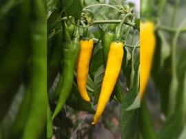 Peper 'Koh Chang', Capsicum annuum Biologisch