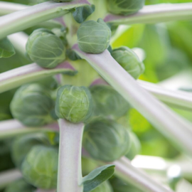 Spruitkool 'Groninger', Brassica oleracea var. gemmifera Biologisch