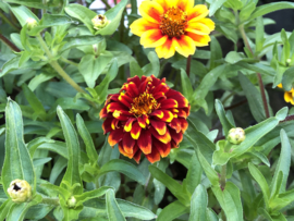 Zinnia angustifolia 'Persian Carpet', Zinnia laag