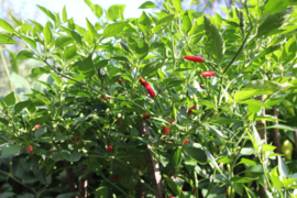 Peper 'Aji Picante De Juana', Capsicum baccatum